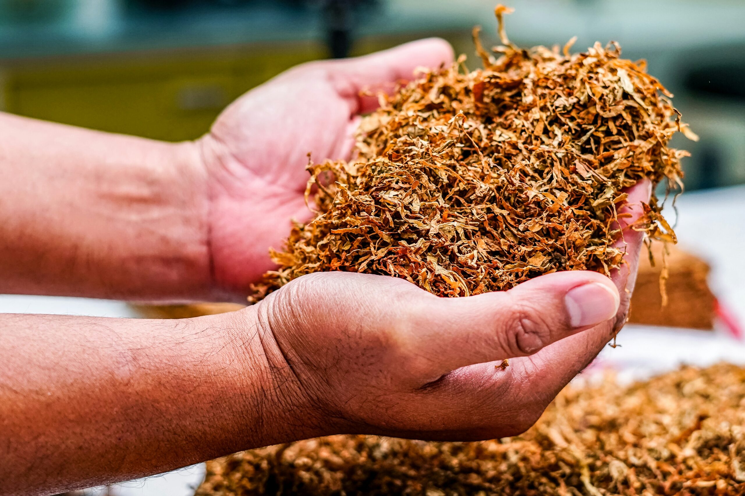 a person holding a a person holding a pile of dried tobacco